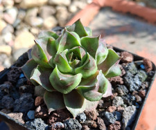 Sempervivum Mutation Fantasy von Sorte Fame Hauswurz winterhart eine Pflanze