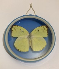 Vintage Toy/Real Butterfly in Round Plastic Case - 3 3/8  -  Catopsilia pomona  