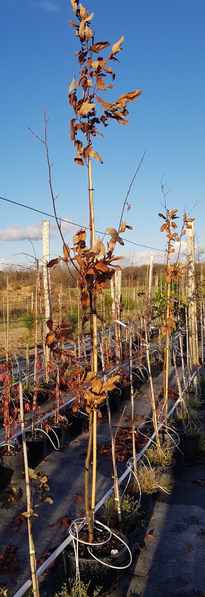 Châtaigner d'Henry Castanea henryi arbre de verger majestueux conteneur 30L