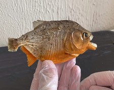Red bellied Piranha Taxidermy