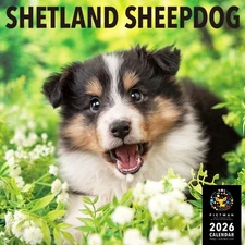 2026 Pictwan Dog Calendar  Shetland Sheepdog L