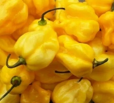 YELLOW HABANERO HOT PEPPER SEEDS 30+ "CARIBBEAN YELLOW" salsa FREE SHIPPING 