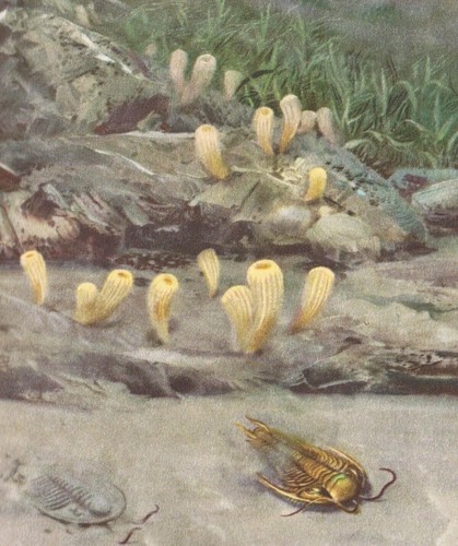 CAMBRIAN SEA 500,000,000 years ago Color Print By Z Burian 1963 VF Clean 9x13" - Picture 5 of 5