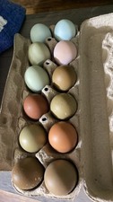 12 Plus Assorted Hatching Eggs