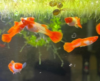 5+1 Free Fry Unsexed Albino Red Ear Koi Guppy Tank Raised USA