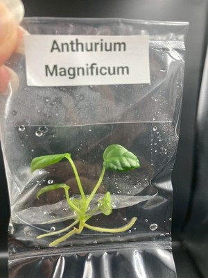 Anthurium Magnificum Tissues culture plant (ฺBag 1 plant)
