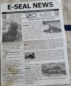 4 PAGE FLYER-SEAL NEWS INFORMATION ABOUT ELEPHANT SEALS NEAR CAMBRIA CA