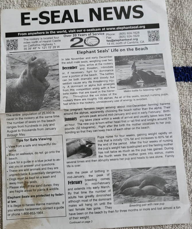 4 PAGE FLYER-SEAL NEWS INFORMATION ABOUT ELEPHANT SEALS NEAR CAMBRIA CA