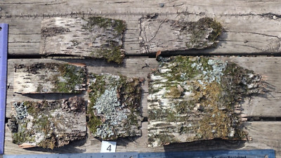 Rustic White Silver Birch Tree Bark Sheets Mossy Assorted pieces lot of 6 USA WI