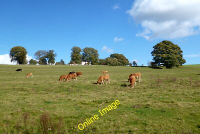 Photo 12x8 Chess Valley Cows Chorleywood The Chess Valley Walk goes throug c2012