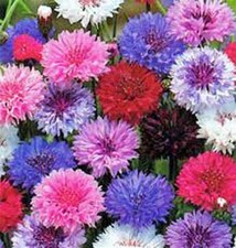 Bachelor Button, Dwarf Polka Dot Mix Seeds, 50 seeds, Beautiful Bright,