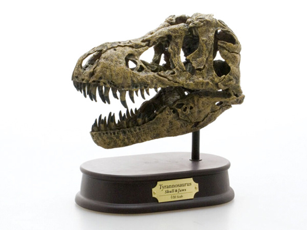 Tyrannosaurus Skull&Jaws 1/10スケール Tyrannosaurus Skull&Jaws 1/10スケール（フェバリット社