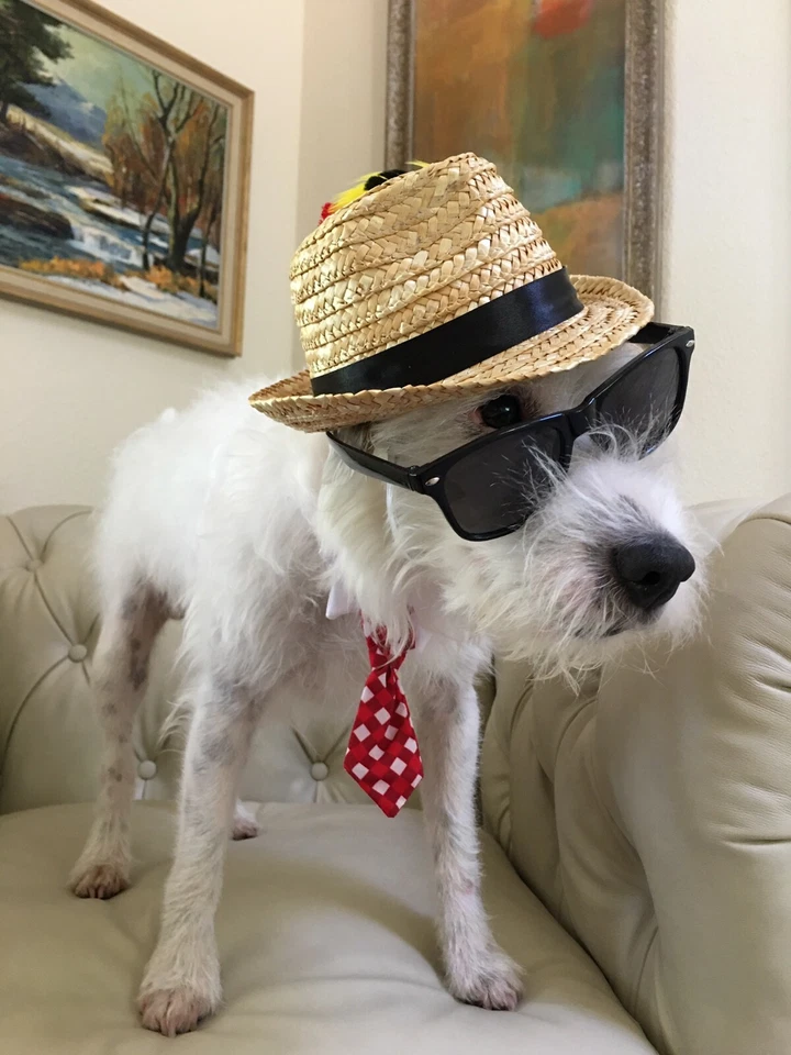 iFROGZ Vue Clear Fits iPhone 8 Plus 7 Plus and 6 & 6S Plus CRYSTAL CLEAR USED - Image 3 of 3