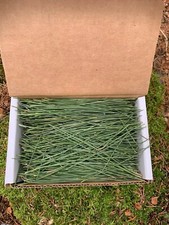 PINE NEEDLES, Red Pine, 4 Ounces, Freshly Gathered