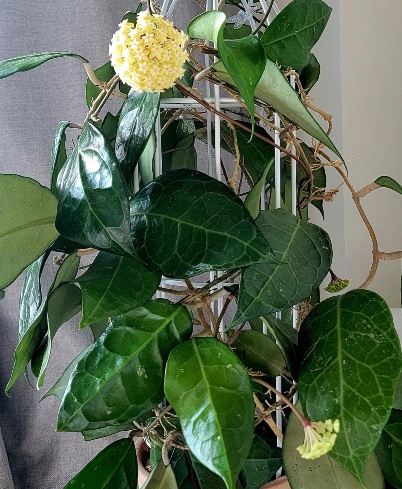 AU STOCK RARE HOYA VERTICILLATA "CHIANG MAI "-PLANTS ROOTED SUCCULENT 18-88
Opens in a new window or