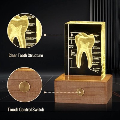 3D Crystal Human Tooth Model Black Gift Packaging Wood Base w/ Yellow Light New