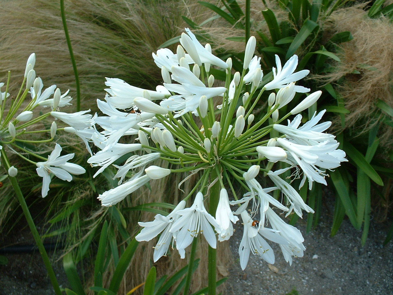 Agapanthe blanche lot de 2 spécimens sélectionnés pour leur floraison dense