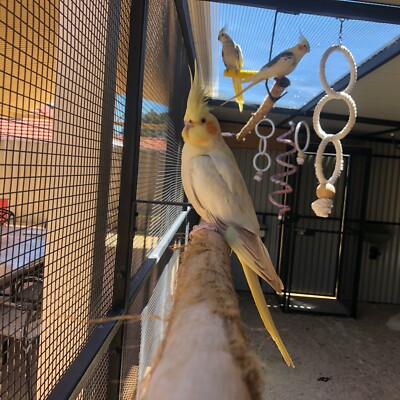 cockatiel pair for sale