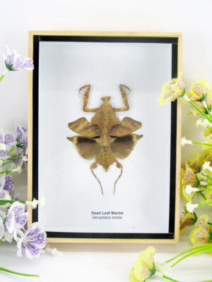 Gottesanbeterin Dead Leaf Mantis - 3D Schaukasten - echtes exotisches Insekt - h