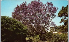 Jacaranda Tree Florida Postcard Mr. Steve Bingham NOAA Ship Ferrel