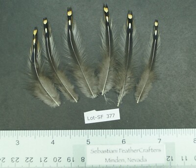 Six 2.5'' to 3'' Jungle Fowl (Gallus sonneratii) Neck Hackle Feathers Lot-SF 377