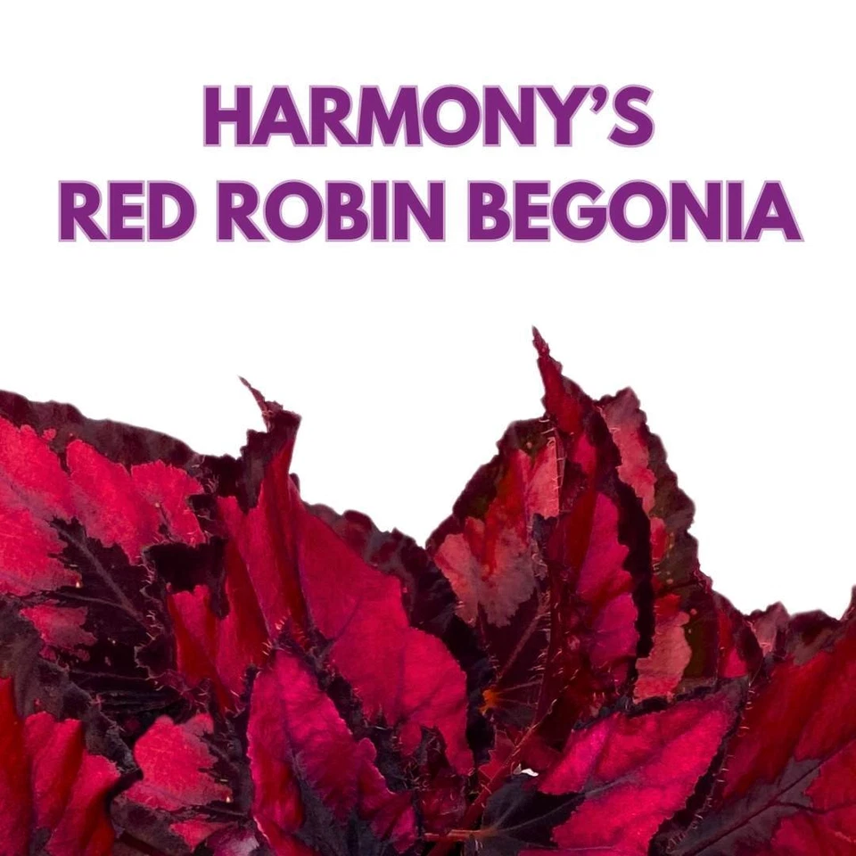 Harmony's Red Robin Begonia Rex in a 6 inch Metallic Red Black Holographic - Image 2 of 4