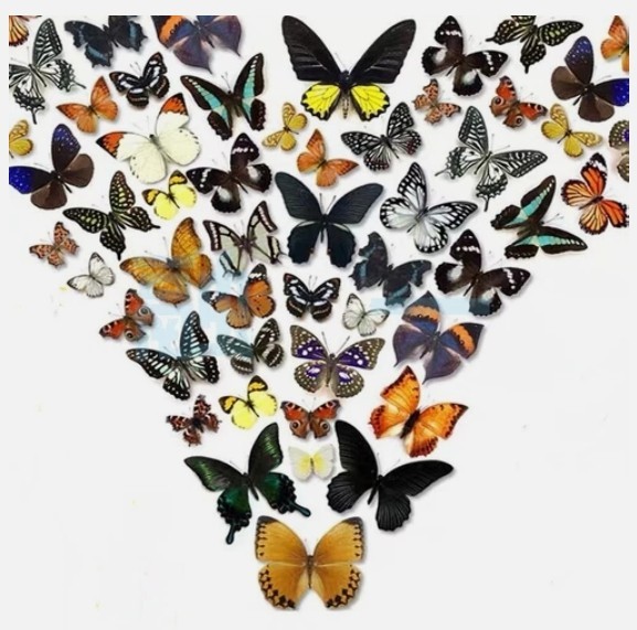 20pcs（Butterfly species with no duplicates）​natural Real Butterflies Specimen