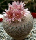 Epithelantha bokei SB416,pink flowers, seeds10 pcs