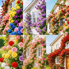 300 Climbing Rose Bush Seeds for Planting Outdoors-Perennial Flowering Plant ...