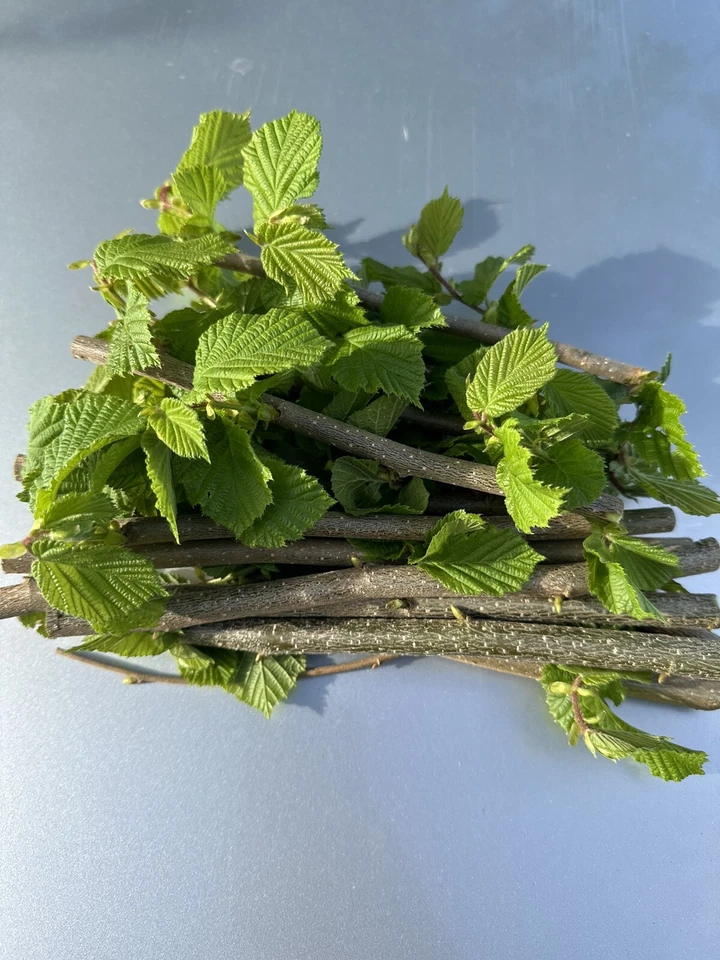 Haselnuss ,Äste, Zweige Nager, Pferde, Bio,Bastelholz Knabberholz 300Gramm - Bild 4 von 4