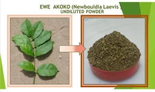 EWE AKOKO (Newbouldia Laevis)- Undiluted Powder (3.5 oz)