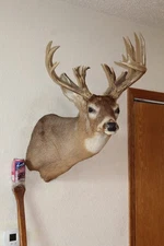Whitetail Deer Head Shoulder Mount Taxidermy Cape Shed Antler Mule