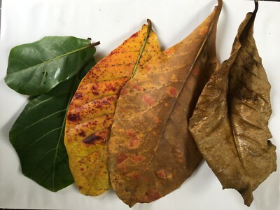 Catappa Leaves Aquarium Cleaning Anti-Bacterial Anti-Fungal Almond 30cm-50pcs