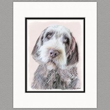 Wirehaired Pointing Griffon Original Print 8x10 Matted to 11x14