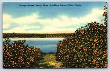 Postcard FL Orange Groves Citrus Sunny Skies Sparkling Spring Fed Lakes Hill G1