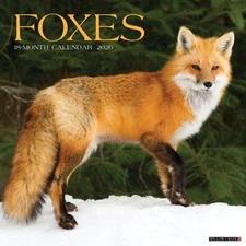 Foxes 2026 12" x 12" Wall Calendar (free shipping)