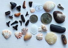 Shark teeth, fossils, seashells lot from Florida beaches         8/20#8