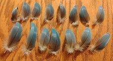 15 Blue and Gold Macaw Feathers 2