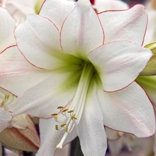 Easy to Grow Amaryllis Picotee Plant Bulb Indoor Holiday Outdoor Zones 9-11