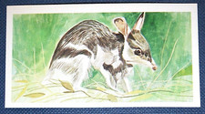 RABBIT BANDICOOT    Illustrated Wildlife Card  AF29MS