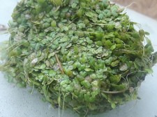 500 Duckweed for KOI Fish Ponds 