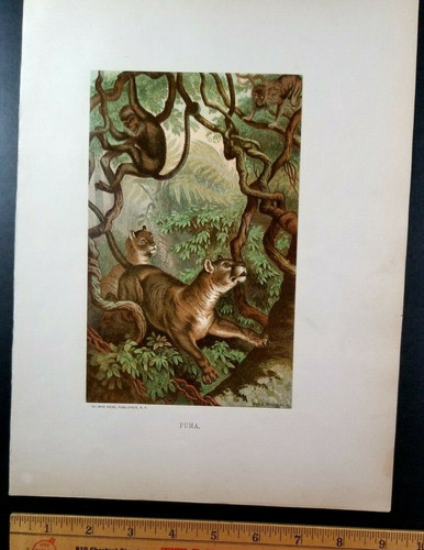 PUMA HUNTING MONKEYS Authentic 19th Century 1880s CHROMOLITHOGRAPH PRINT Prang