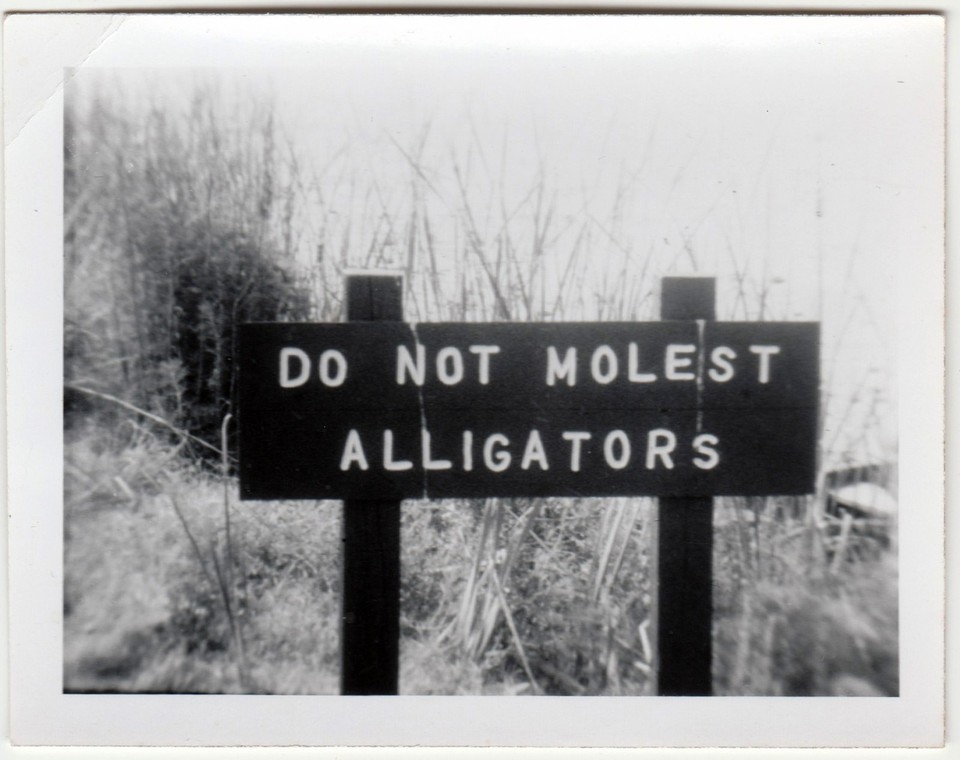 A vintage Kodak snapshot of an actual 'Do Not Molest Alligators' sign — a gloriously straight-faced piece of mid-century wildlife bureaucracy you can hang on your wall.