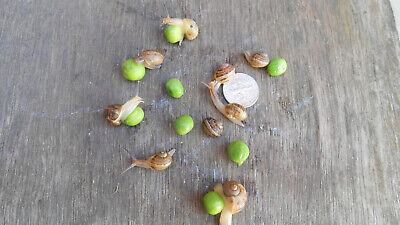 Buy Three ( 3 )  Tiny PeeWees Live Pet Land Snails Hand Raised Pets, Educational
