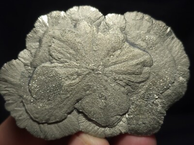 Pyrite Sun, Pyrite Dollar from Sparta, Illinois 2.75''x2'' (46.3 Grams)