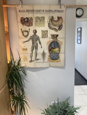 Antike W&AK Johnson Anatomie Tabelle um 1903 Verdauungsphysiologie