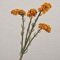 Artplants KüNstlicher Zweig Strandflieder Ayisha, Trockenoptik, Orange, 65Cm