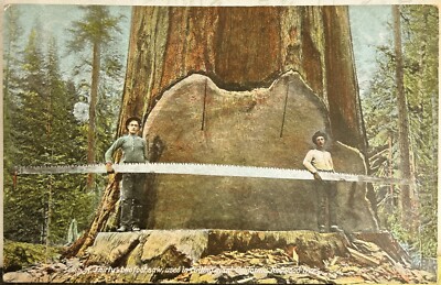 Postcard Thirty-Two Foot Saw Used in Cutting Giant California Redwood Trees