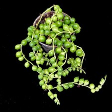 Senecio Rowleyanus String of