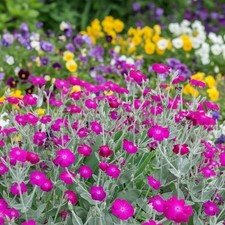 Lychnis Coronaria (Rose Campion) Perennial Hardy Cottage Plant in 10cm Pot